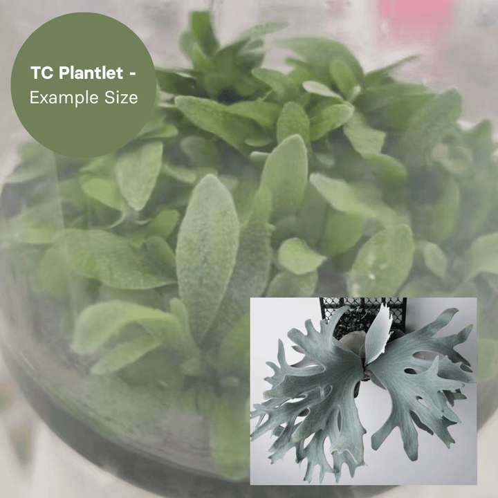 Platycerium Ginka (TC Plantlet) - Preorder Plants GrowTropicals
