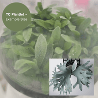 Platycerium Ginka (TC Plantlet) - Preorder