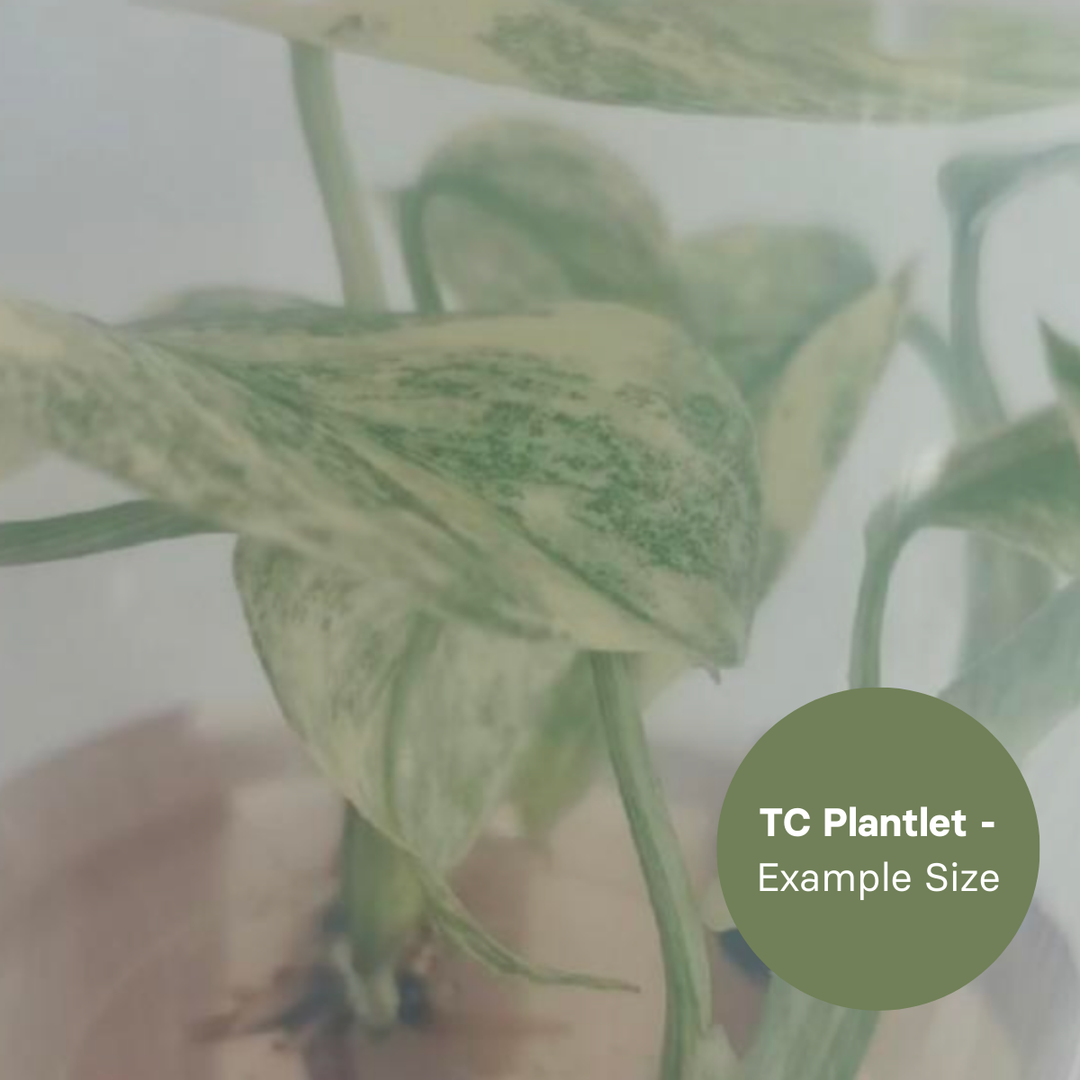 Monstera Legacy (TC Plantlet) - Preorder Plants GrowTropicals