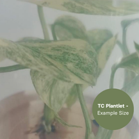 Monstera Legacy (TC Plantlet) - Preorder