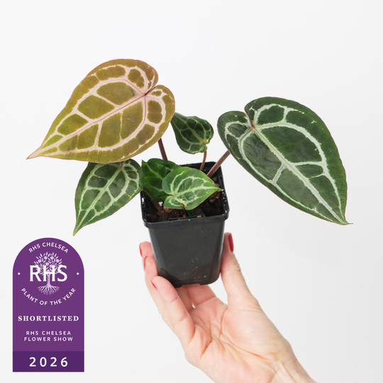 Anthurium Michelle® by DocBlock® 7cm (Pre-order) Plants DocBlock