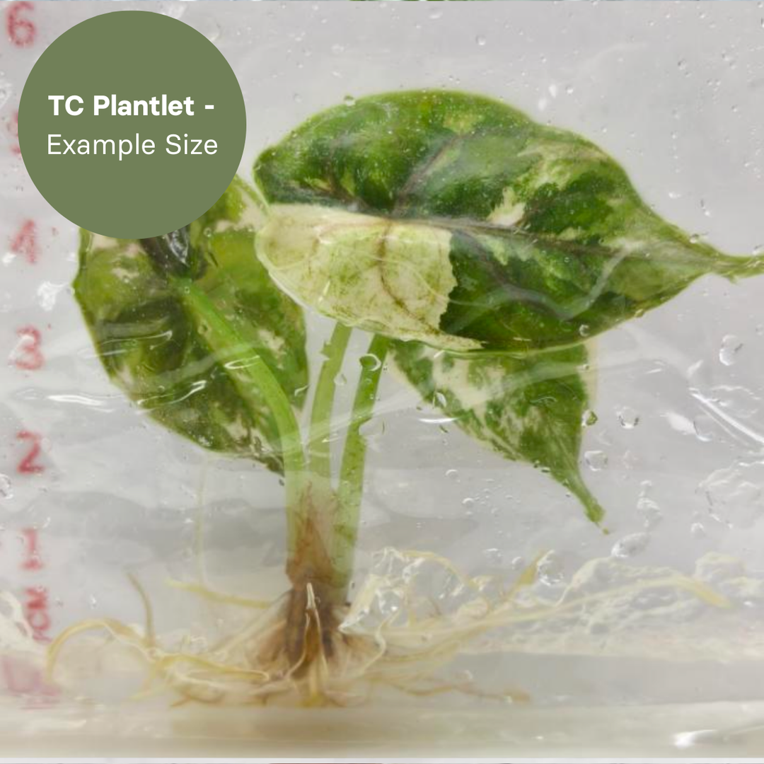 Alocasia Azlanii Albo (TC Plantlet) - Preorder Plants GrowTropicals