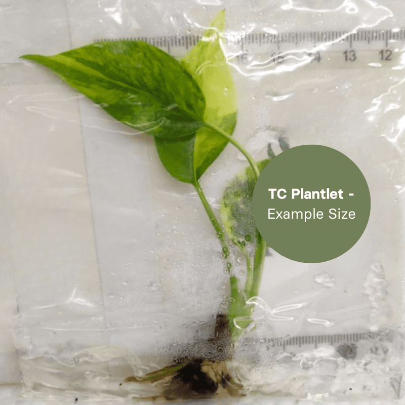 Monstera Yellow Marilyn (TC Plantlet) - Preorder Plants GrowTropicals