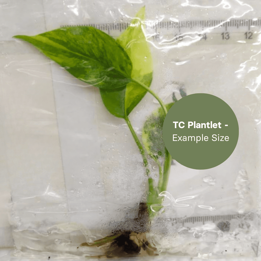 Monstera Yellow Marilyn (TC Plantlet) - Preorder Plants GrowTropicals