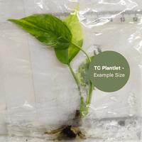 Monstera Yellow Marilyn (TC Plantlet) - Preorder