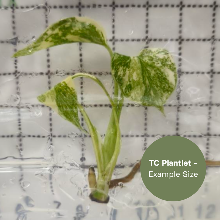 Monstera Thai Constellation Crème Brulee (TC Plantlet) - Preorder Plants GrowTropicals