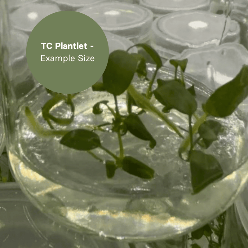Anthurium Pallidiflorum (TC Plantlet) - Preorder Plants GrowTropicals