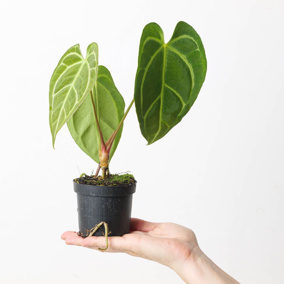 Anthurium crystallinum 'Special Select Forms' - GROW TROPICALS