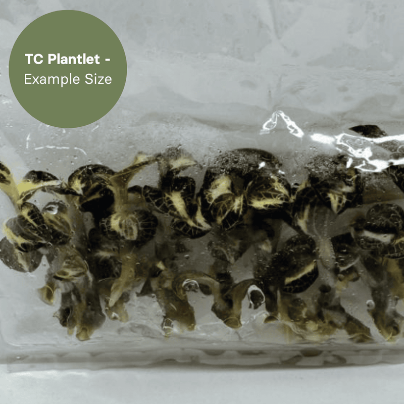 Anoectochillus Silver Silk Variegated (TC Plantlet) - Preorder Plants GrowTropicals