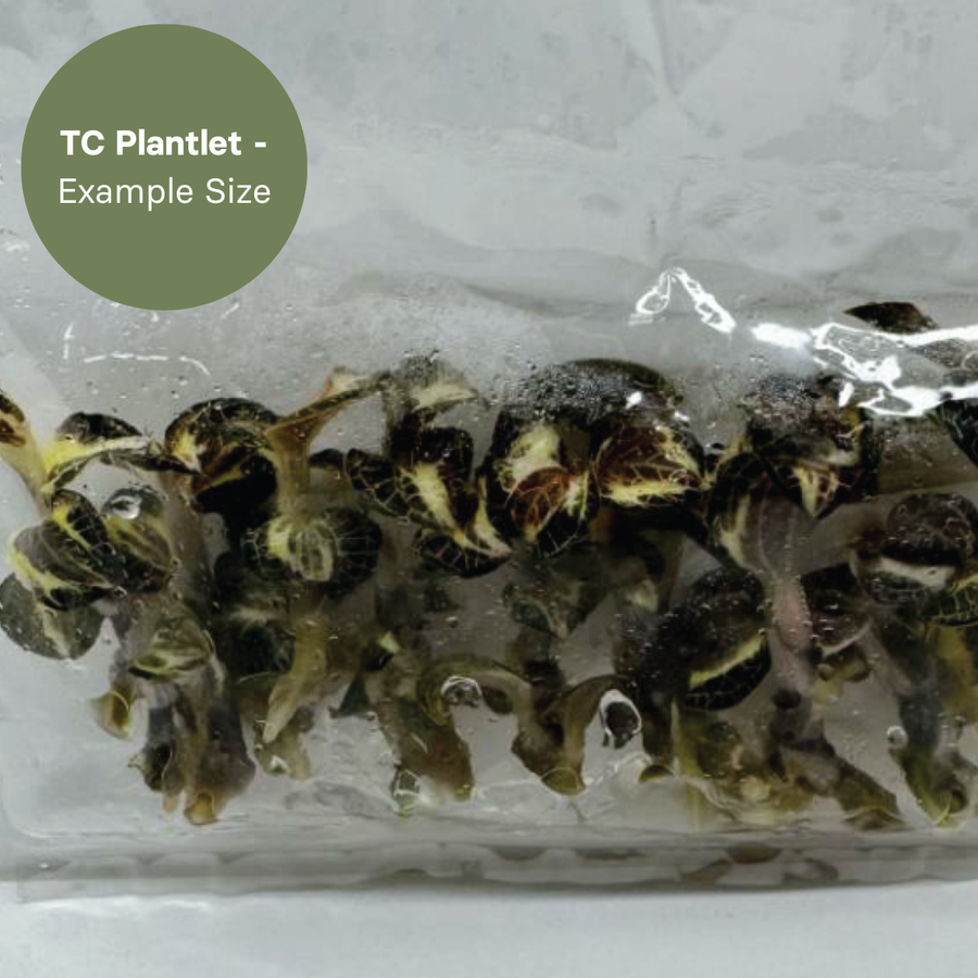 Anoectochillus Silver Silk Variegated (TC Plantlet) - Preorder Plants GrowTropicals