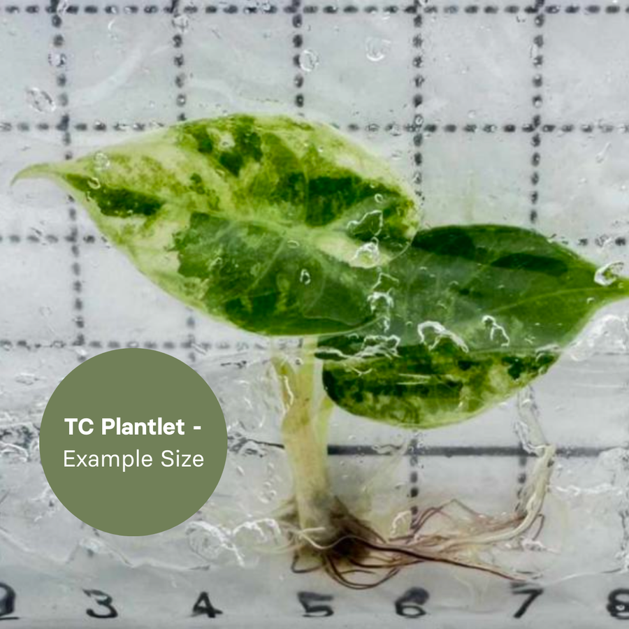 Alocasia Watsoniana doff variegated (TC Plantlet) - Preorder Plants GrowTropicals