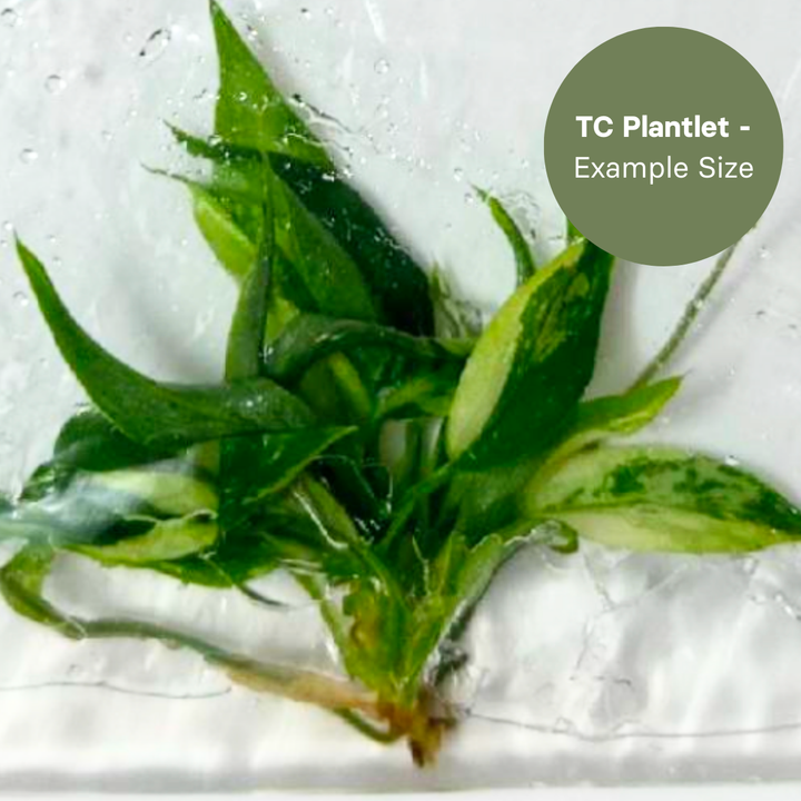 Philodendron Angela Aurea (TC Plantlet) - Preorder Plants GrowTropicals