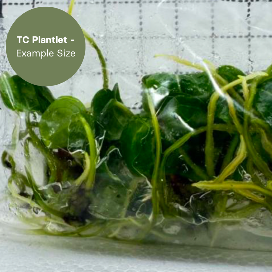 Anthurium Wonderboy x Michelle (TC Plantlet) - Preorder Plants GrowTropicals