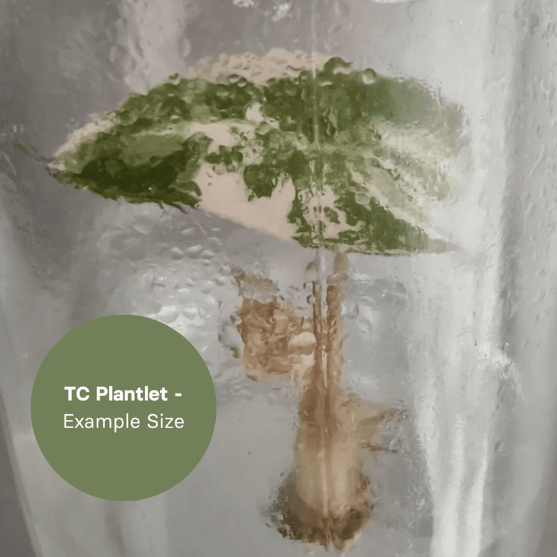 Alocasia Polly 'Snowflake' (TC Plantlet) - Preorder Plants GrowTropicals