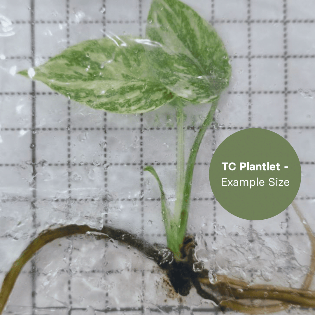 Monstera Cream Cheese (TC Plantlet) - Preorder Plants GrowTropicals