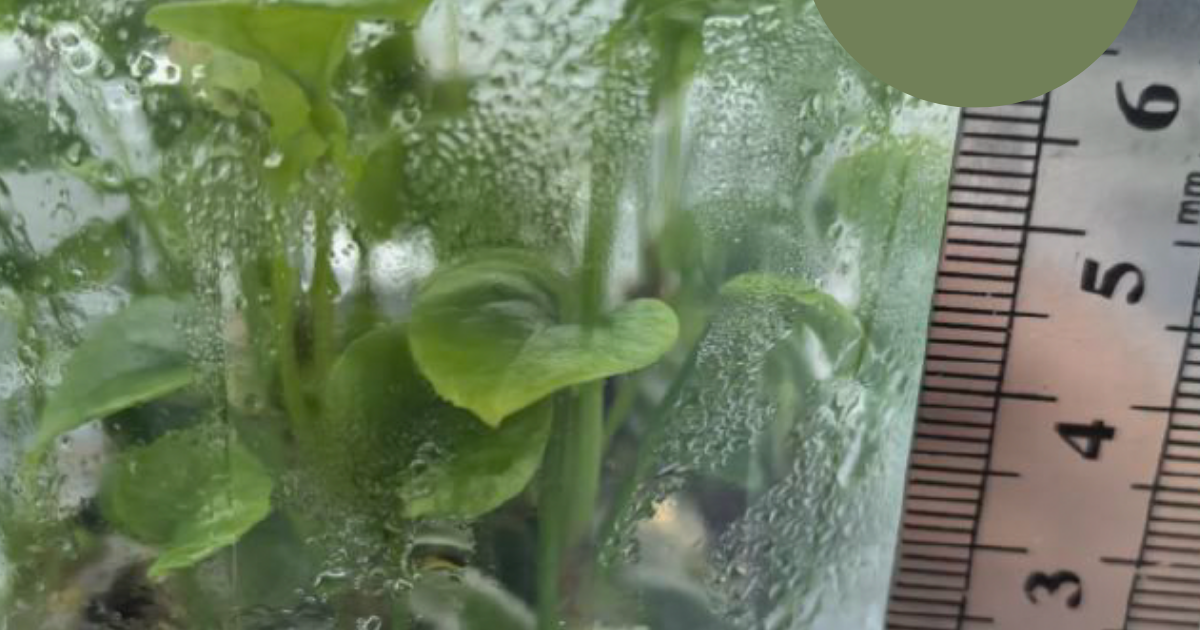 Anthurium Lago Gatun x BVEP (TC Plantlet) - Preorder | Plants