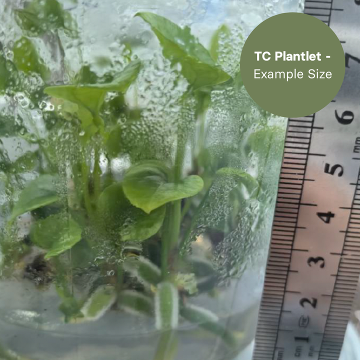 Anthurium Lago Gatun x BVEP (TC Plantlet) - Preorder Plants GrowTropicals