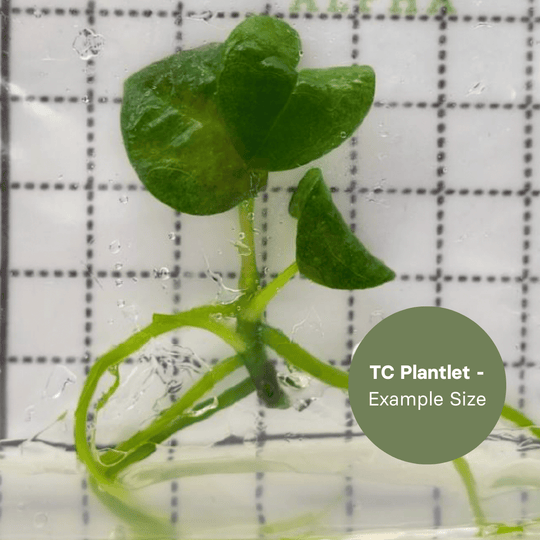 Anthurium Dark Phoenix Mottled Var (TC Plantlet) - Preorder Plants GrowTropicals