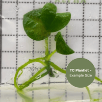 Anthurium Dark Phoenix Mottled Var (TC Plantlet) - Preorder