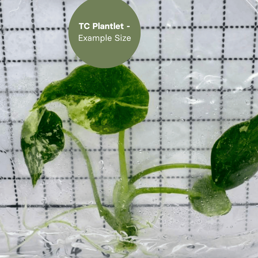 Alocasia Sinuata Albo (TC Plantlet) - Preorder Plants GrowTropicals