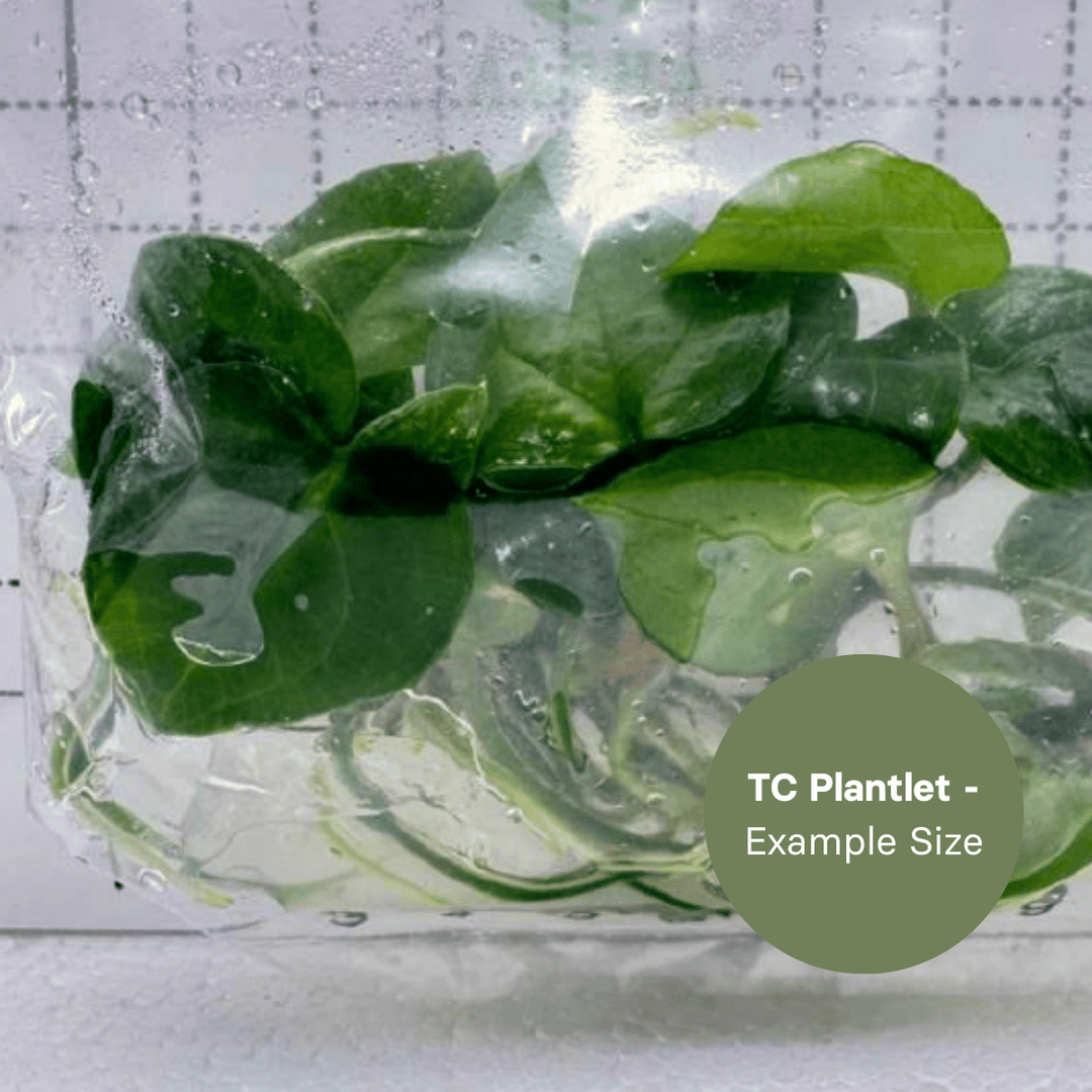 Anthurium Clarinervium x Dorayaki (TC Plantlet) - Preorder Plants GrowTropicals