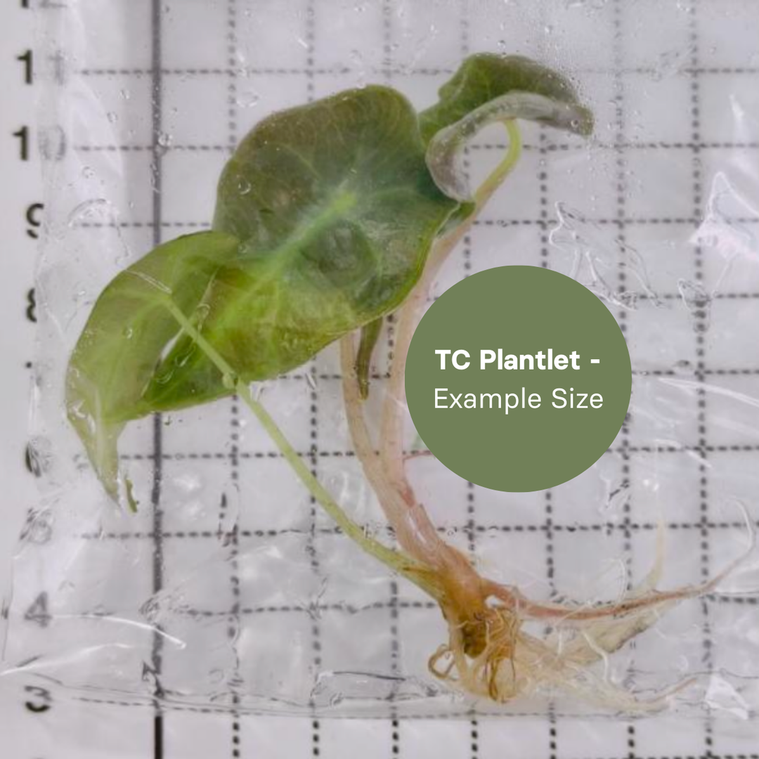 Alocasia Venom (TC Plantlet) - Preorder Plants GrowTropicals