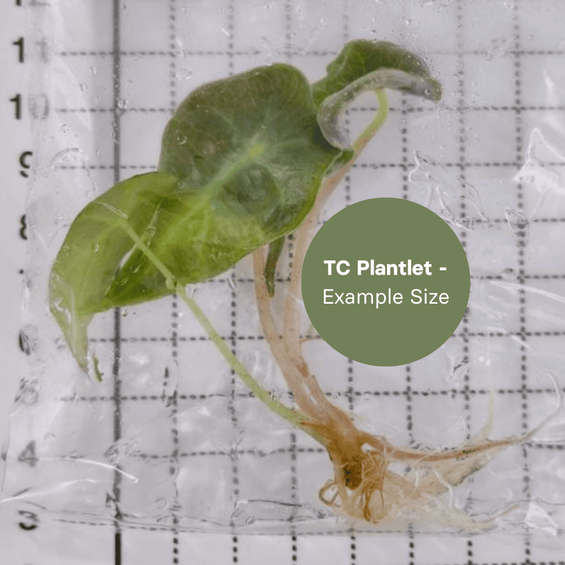 Alocasia Venom (TC Plantlet) - Preorder Plants GrowTropicals