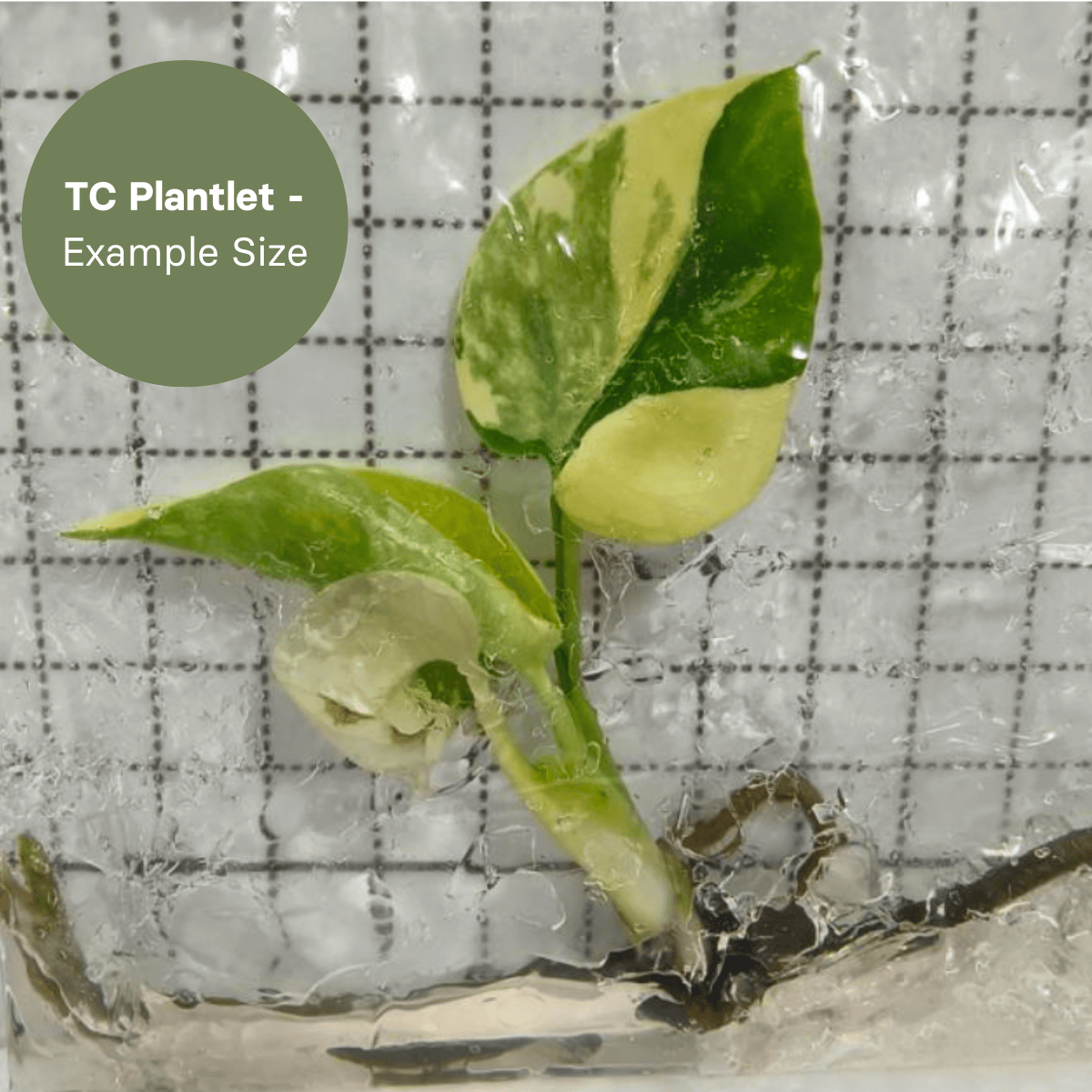 Monstera Lemon Pom Pom (TC Preorder Plantlet)