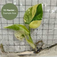 Monstera Lemon Pom Pom (TC Plantlet) - Preorder