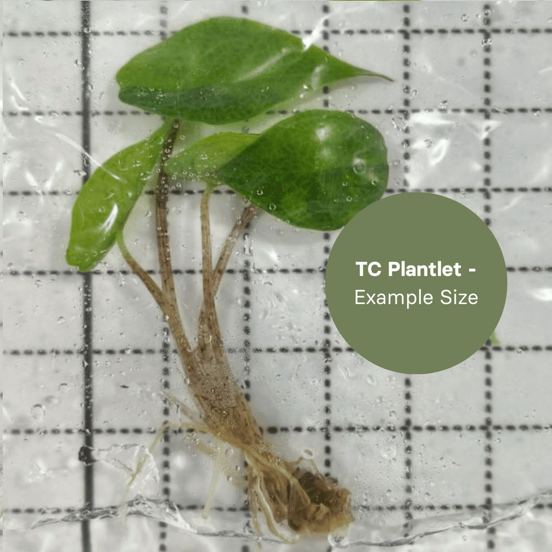 Alocasia Heterophylla Aurea (TC Plantlet) - Preorder Plants GrowTropicals