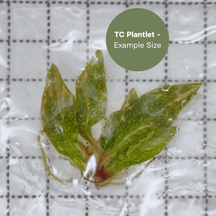 Philodendron Orange Princess (TC Plantlet) - Preorder Plants GrowTropicals