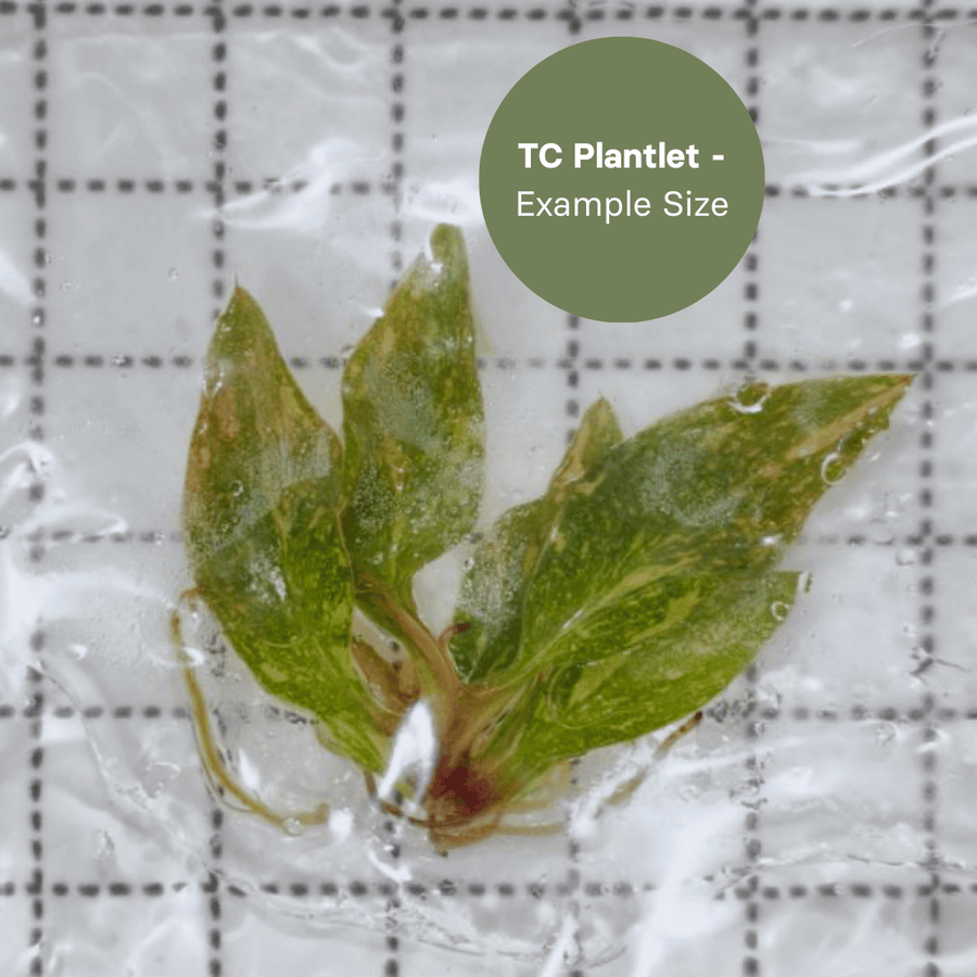 Philodendron Orange Princess (TC Plantlet) - Preorder Plants GrowTropicals