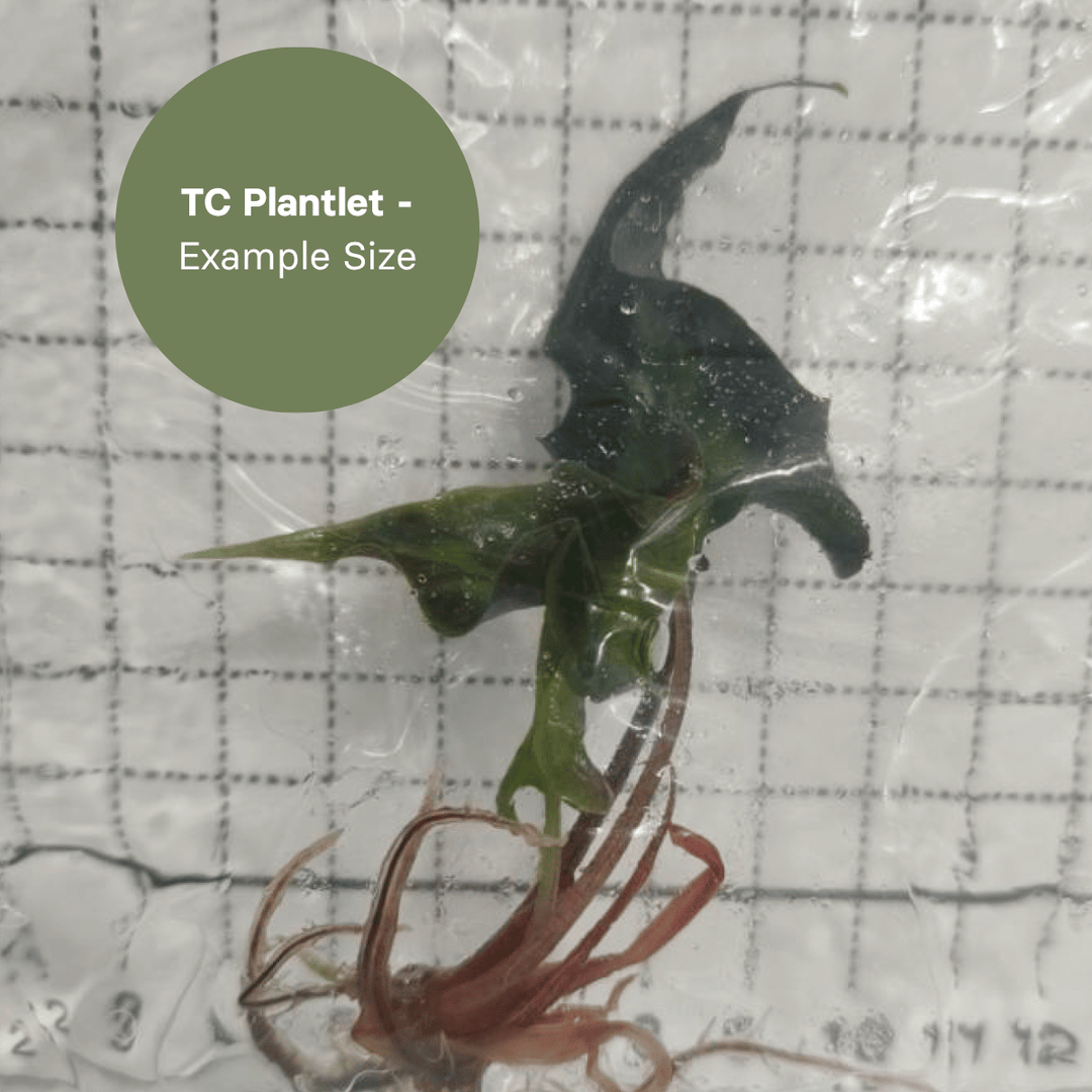 Alocasia amazonica Mutation (TC Plantlet) - Preorder Plants GrowTropicals