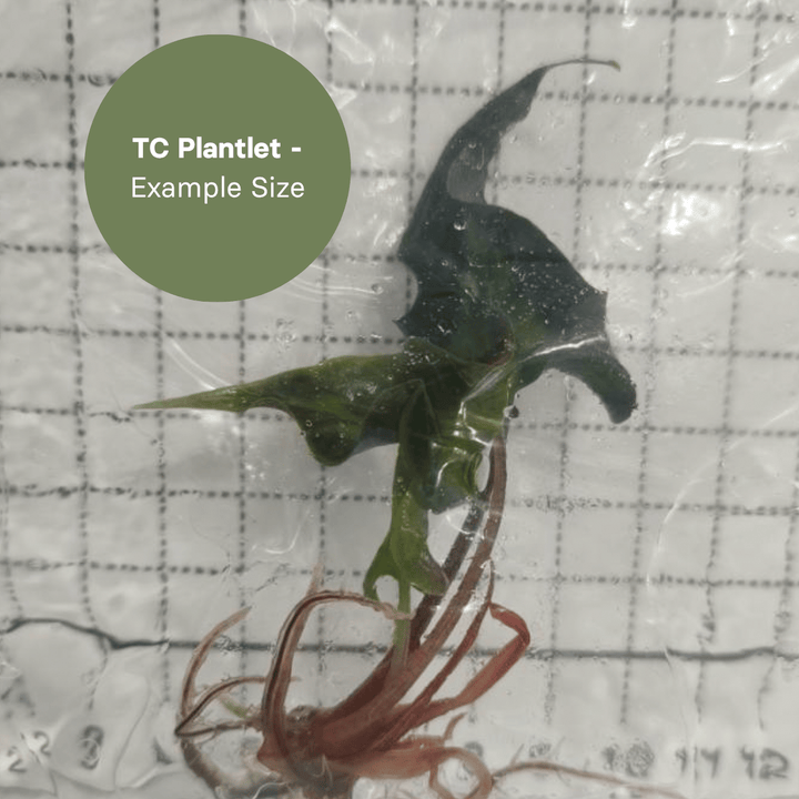 Alocasia amazonica Mutation (TC Plantlet) - Preorder Plants GrowTropicals