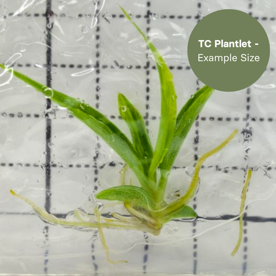 Philodendron Tortum Variegated (TC Plantlet) - Preorder Plants GrowTropicals