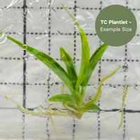 Philodendron Tortum Variegated (TC Plantlet) - Preorder