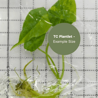 Alocasia Dragon Breath Aurea (TC Plantlet) - Preorder