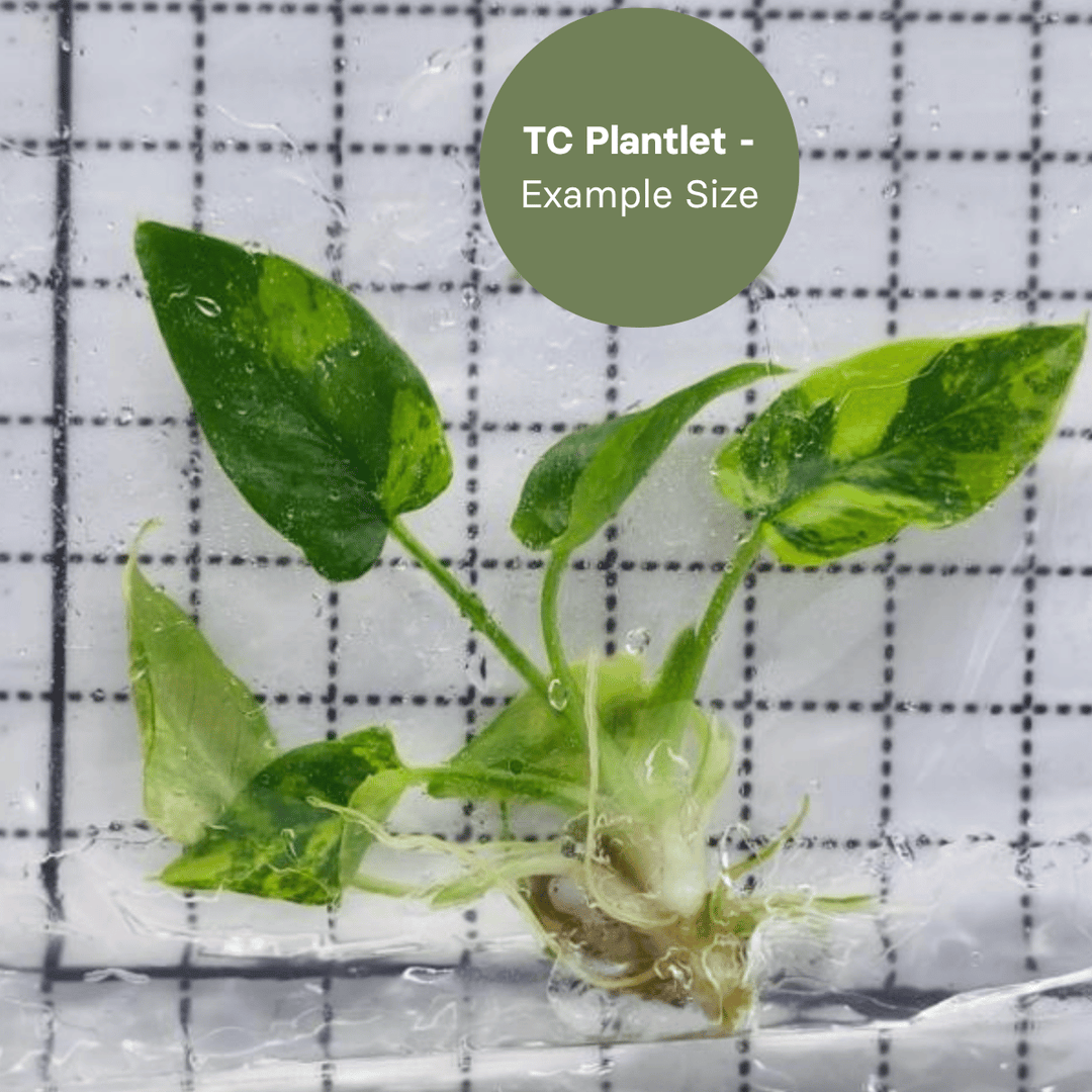 Schissmatoglottis wallichi variegated (TC Plantlet) - Preorder Plants GrowTropicals