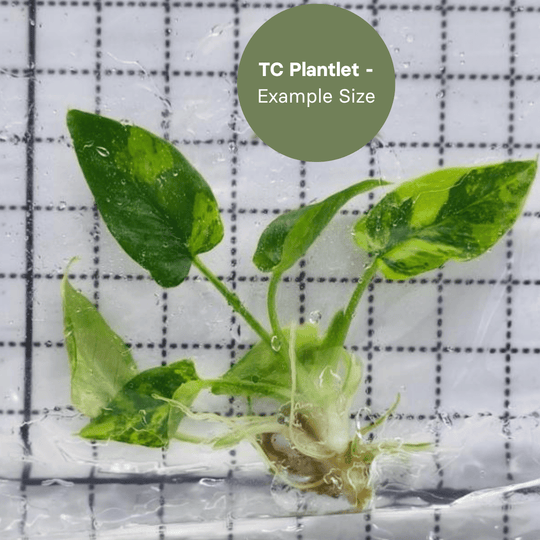 Schissmatoglottis wallichi variegated (TC Plantlet) - Preorder Plants GrowTropicals