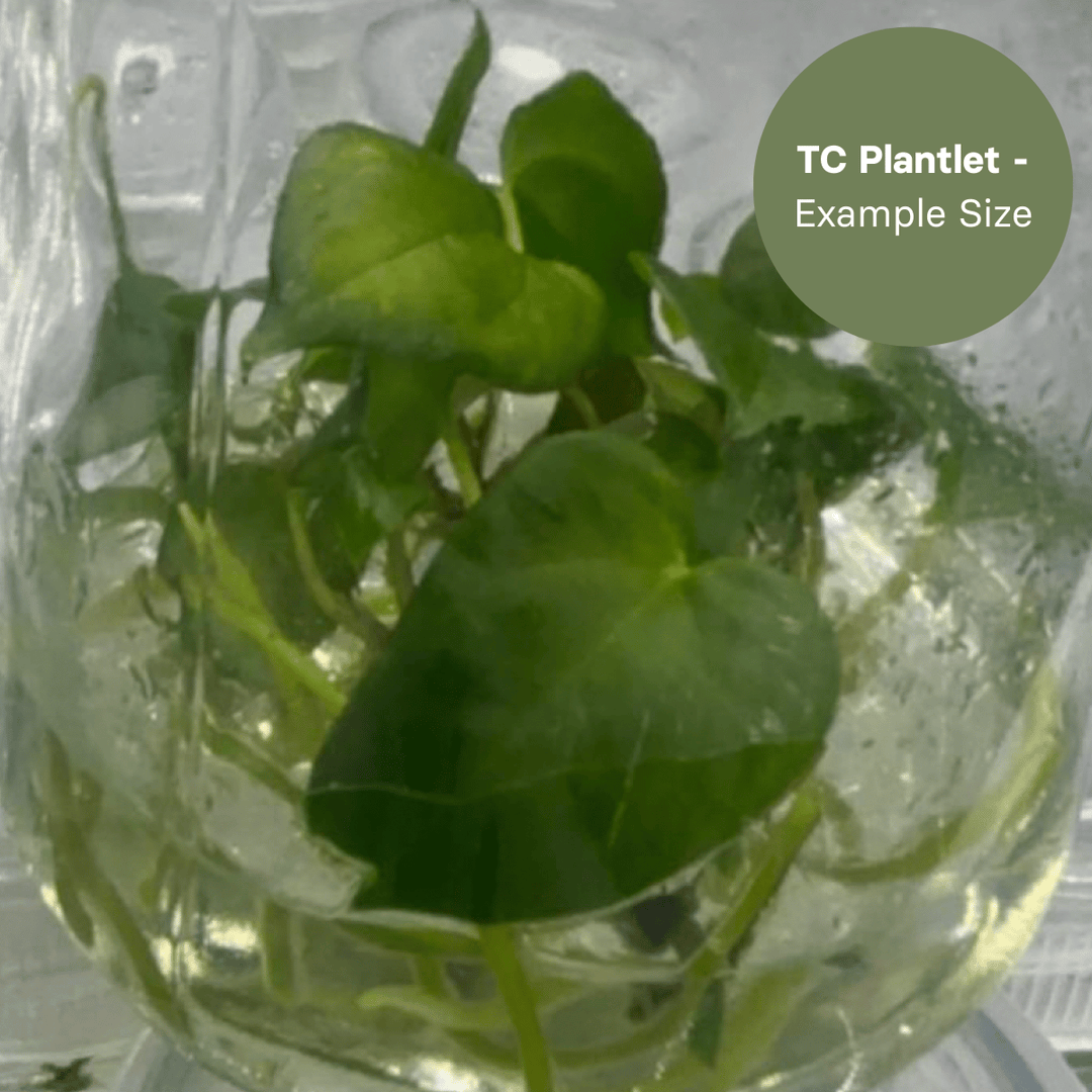 Anthurium Red & Dark Phoenix x Red and Dark SweetHeart (TC Plantlet) - Preorder Plants GrowTropicals