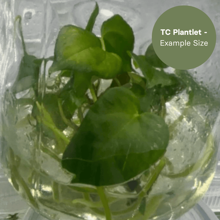 Anthurium Red & Dark Phoenix x Red and Dark SweetHeart (TC Plantlet) - Preorder Plants GrowTropicals