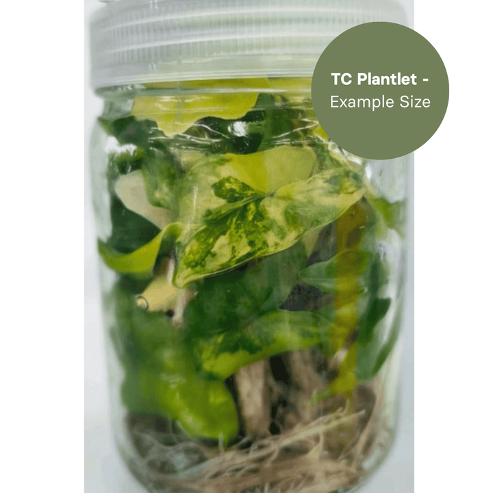 Alocasia Sabrina Aurea (TC Plantlet) - Preorder Plants GrowTropicals