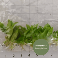 Philodendron Glorious (TC Plantlet) - Preorder
