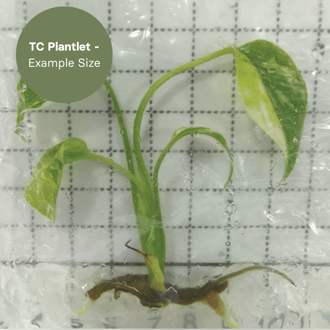 Monstera Monstera Tricolor (TC Plantlet) - Preorder Plants GrowTropicals