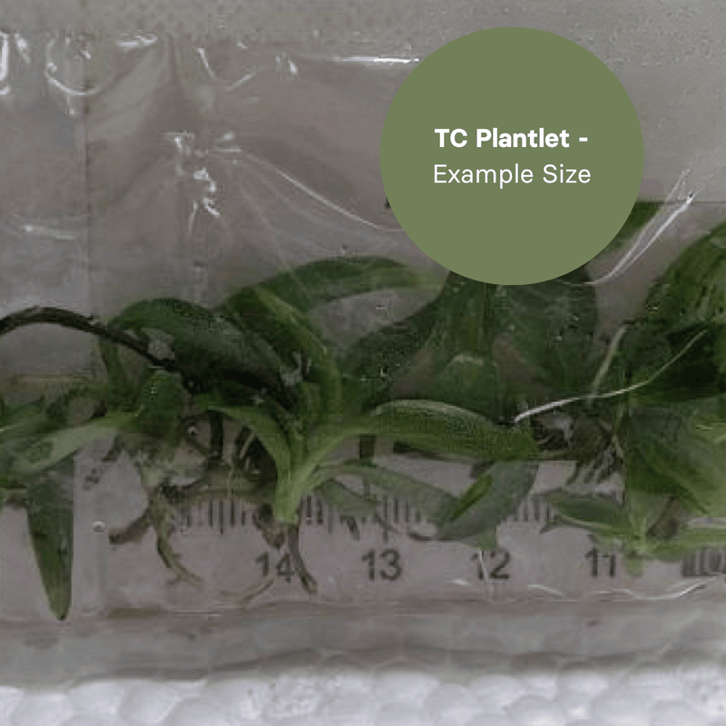 Philodendron Spiritus Sancti (TC Plantlet) - Preorder Plants GrowTropicals