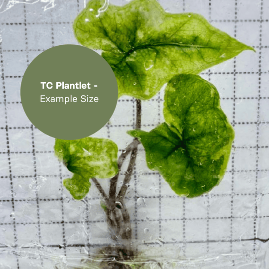 Alocasia Jacklyn Variegated (TC Plantlet) - Preorder Plants GrowTropicals