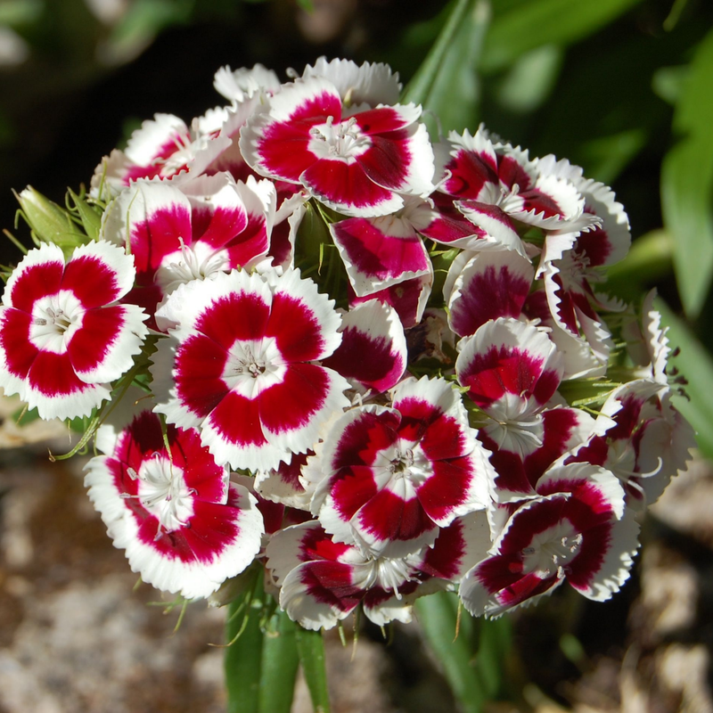 Baking with Flowers Seed Collection Seeds Piccolo Seeds