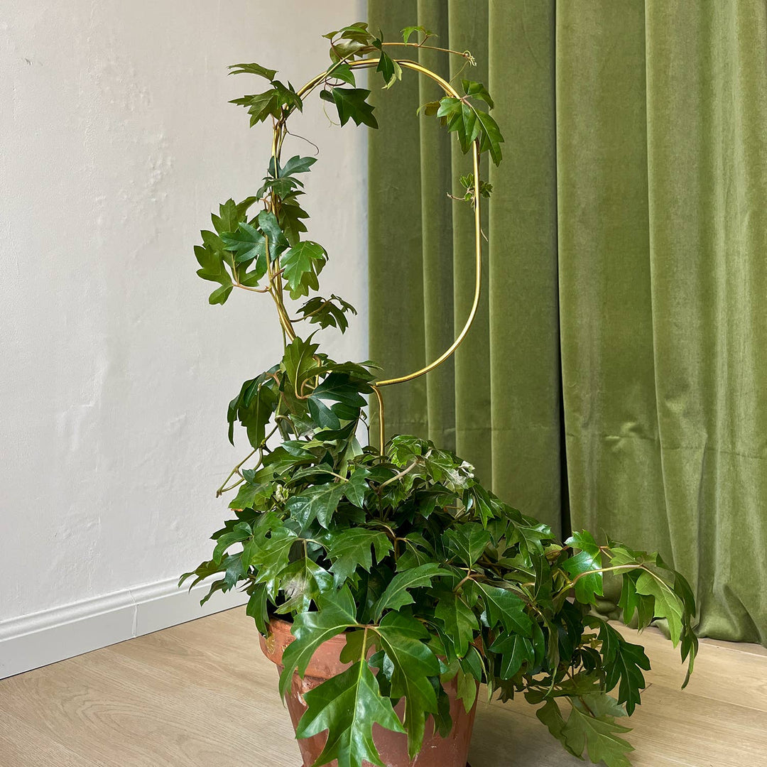 decorative house plant stakes Golden Plant Stake – Arch | Plant Support
