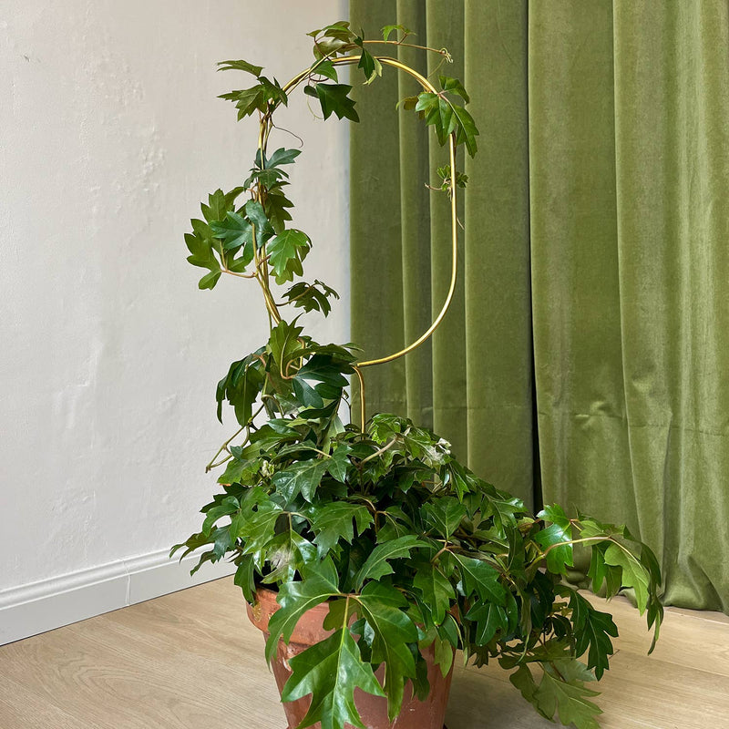 Golden Plant Stake – Arch Plant Support Botanopia - gifts , decor and cards for plant lovers