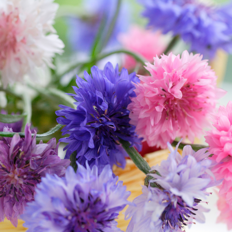 Baking with Flowers Seed Collection Seeds Piccolo Seeds